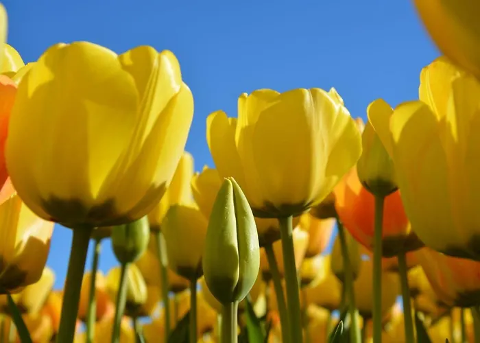 Holiday Home Noordwijk Near Beach Holiday home